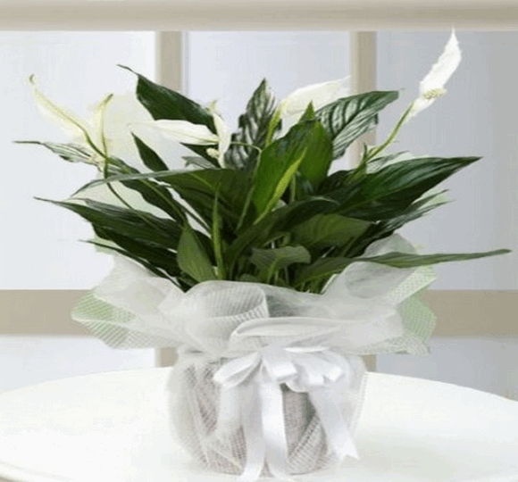 Barış (Spatifilyum) Saksı Çiçeği