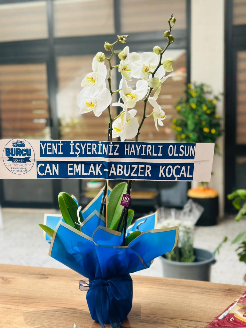 Beyaz Orkide