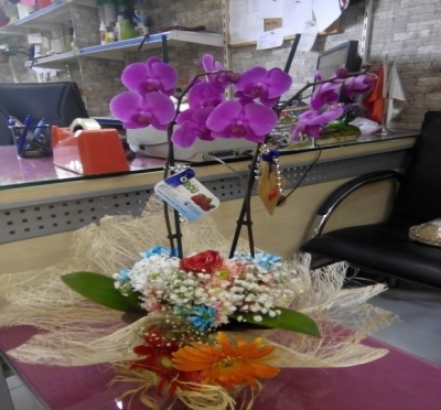 Çift Dal Mor Orkide