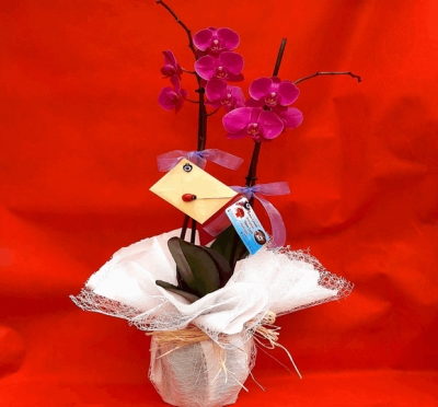 Asalet Çiçeği Mor 2 Dal Orkide