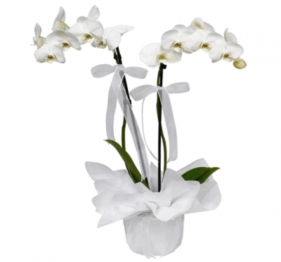 Çift Dal Beyaz Orkide