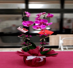 Asaletli Mor 2 Dal Orkide