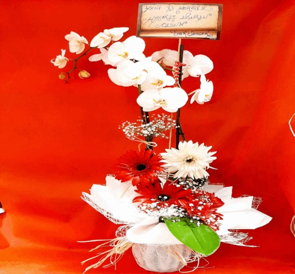 Zarif Çift Dallı Orkide