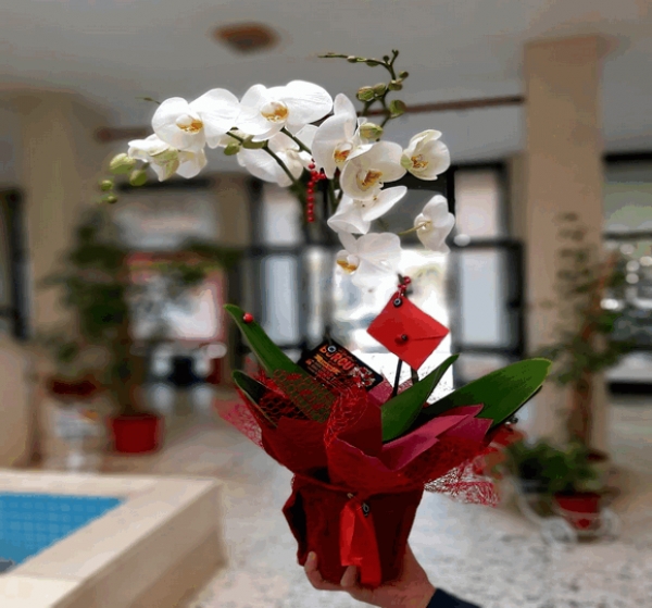 Asaletli Çift Dal Beyaz Orkide