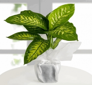 Difenbahya (Dieffenbachia) - Tropic Snow