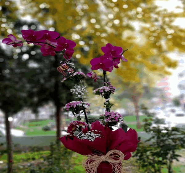 Çift Dal Mor Phalenopsis Orkide