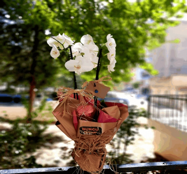 2 Dal Beyaz Orkide Çiçeği