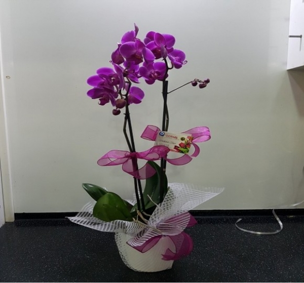 Mor Orkide